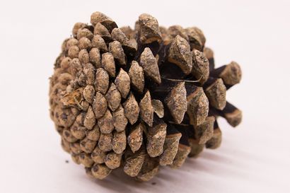 Valu Baumärkten DIY Pine Cone Zinnia Blumen - Valu Baumärkten