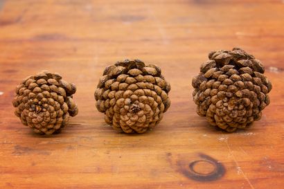 Valu Baumärkten DIY Pine Cone Zinnia Blumen - Valu Baumärkten