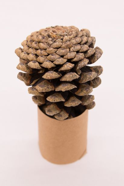 Valu Baumärkten DIY Pine Cone Zinnia Blumen - Valu Baumärkten