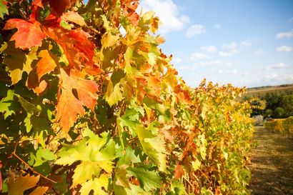 Vegetarisch Gefüllte Weinblätter