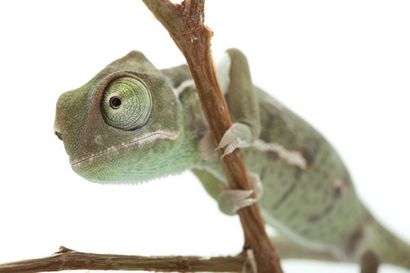 Voilé Fiche Caméléon Soins