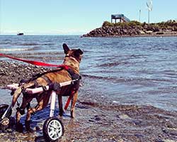 Walkin Roues Dog en fauteuil roulant, fauteuils roulants pour chiens de toutes tailles