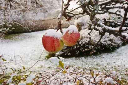 Was ist Ice Cider A Quebec Specialty