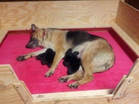 Whelping Boxen für Hunde