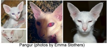 Weiße Katzen, Augenfarbe und Schwerhörigkeit