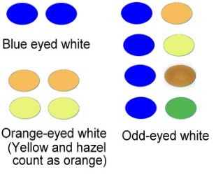 Weiße Katzen, Augenfarbe und Schwerhörigkeit
