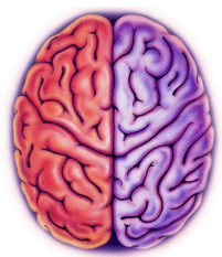 Cerveau entier enseignement - les meilleures pratiques d'enseignement