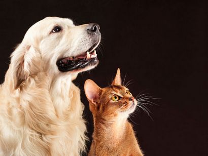Warum kommt Eat My Dog Cat Poop American Kennel Club