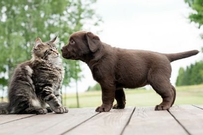 Pourquoi mon chien Eat Chat américain Kennel Club Merde