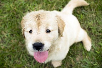 Pourquoi chiots Mange Merde, et 10 conseils pour l'arrêter