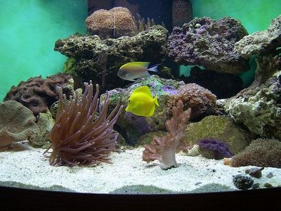 Pourquoi mettre Rock Live en Saltwater Aquariums