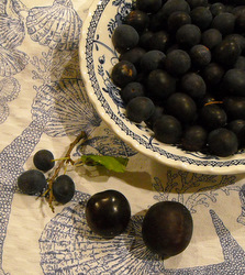 recette de vodka sauvage damson (recette de vodka damson) recette de vodka damson sauvage