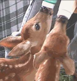 Faune Premiers soins - Comment nourrir bébé Cerfs (Les faons) (feed) Faune Premiers soins - Comment nourrir bébé cerf (faons)
