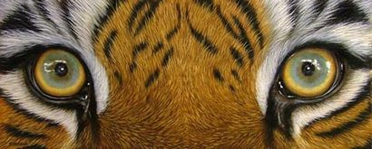 Wildlife Maltechniken - Tiger-Augen-Ölgemälde Demo
