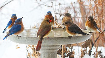 Eau d'hiver pour les oiseaux