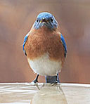 Eau d'hiver pour les oiseaux