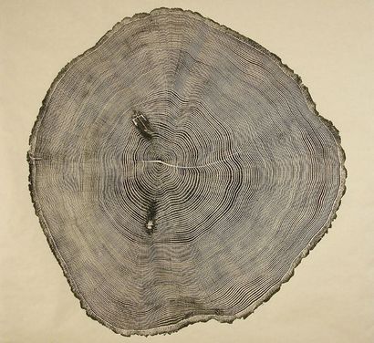 Gravure sur bois Prints Showcase la beauté du Tree Rings, Blog DeepRoot