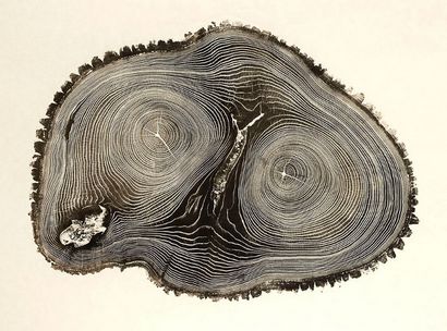 Gravure sur bois Prints Showcase la beauté du Tree Rings, Blog DeepRoot