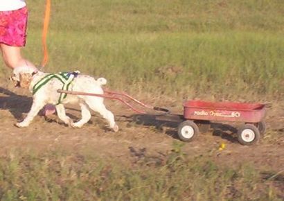 Big Dogs de travail - A propos de harnais pour les chiens