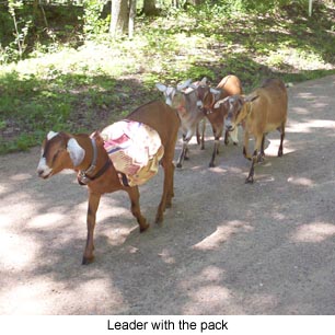 Les chèvres de travail - Types de chèvre Packs