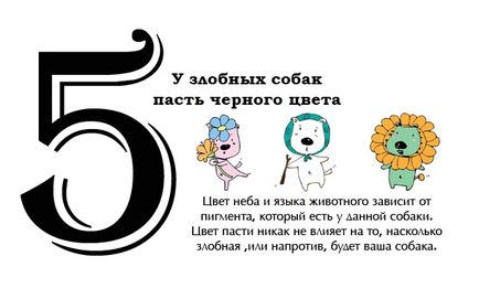10 téveszmék az élet kutya (kutyák) 10 téveszmék kutya életét