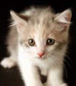 13 tény a macskák, ha nem tudja - a macska, dorombolás, eladó, kiscicák