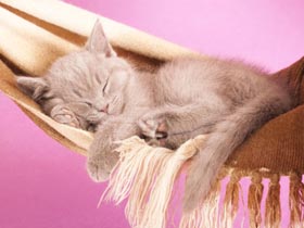 13 tény a macskák, ha nem tudja - a macska, dorombolás, eladó, kiscicák