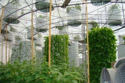Aeroponika saját kezűleg, hogyan növekszik a növények az oldatban