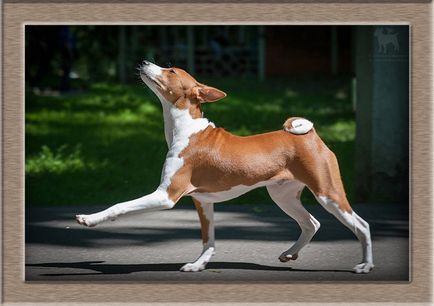 Afrikai basenji - egyedülálló kutya szerelmeseinek egzotikus