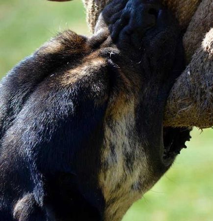 Alano spanyol Bulldog leírás, fotók, természet videó