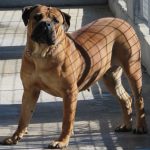 Alano spanyol Bulldog leírás, fotók, természet videó