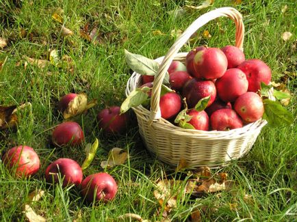 Allergiás a alma okok, tünetek, kezelés
