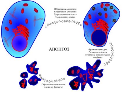 sejt apoptózis