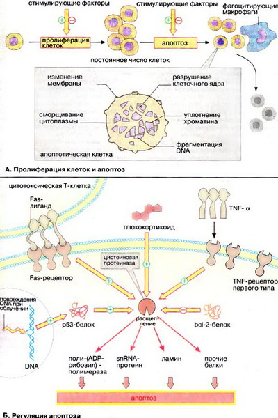 Az apoptózis - programozott sejthalál