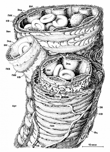Posztkapilláris venulák és arteriolák és prekapilláris, kapszulafal
