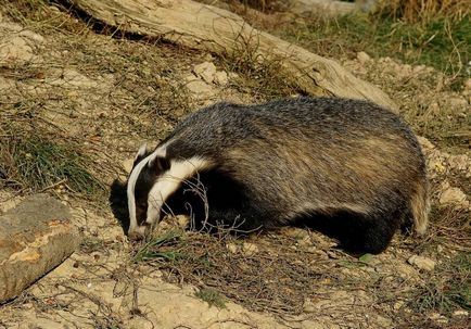 Badger - leírás, típus, ahol él, mit eszik, fotók