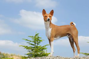 Basenji - egy kutya nem ugat fajta leírás kongó terrier, viselkedés és képzés