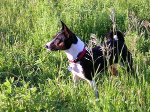 Basenji - egy kutya nem ugat fajta leírás kongó terrier, viselkedés és képzés