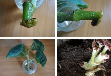 Begonia gumó ültetés és gondozás, a kertben, a növekvő szabályok