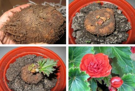 Begonia gumó ültetés és gondozás, a kertben, a növekvő szabályok