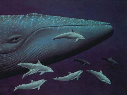Fehér és kék bálnák méretek