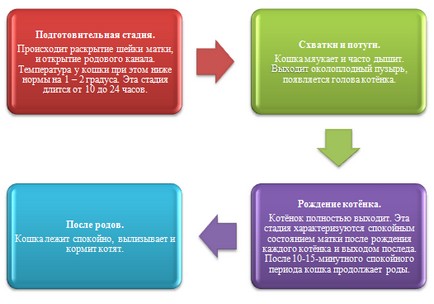 Terhesség és szülés macskák a rendszerekben, macska, cica