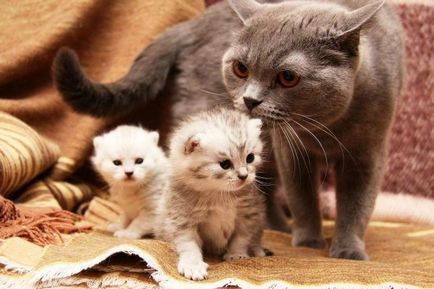 Terhesség macska hétre képekben