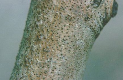 Betegségek A sárgabarack fa és egyéb problémák, miért nem gyümölcsöt, és mi köze van a képek