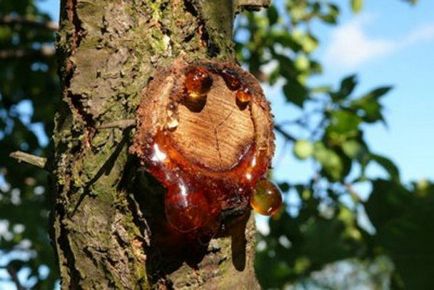 Betegségek A sárgabarack fa és egyéb problémák, miért nem gyümölcsöt, és mi köze van a képek