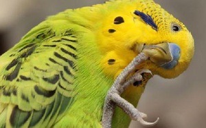 Betegségek hullámos papagáj a fényképek és a tünetek, hogyan lehet megelőzni a betegséget