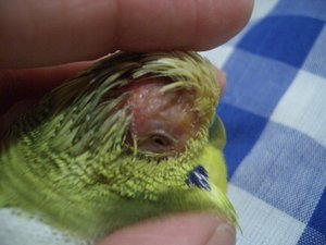 Betegségek hullámos papagájok a fényképek és a tünetek, hogyan lehet megelőzni a betegséget