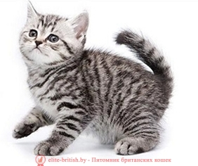 Brit cica képek, ár, vagy mennyi az ára egy brit cica brit macska, és a macska