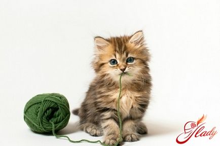 Mi a takarmány egy macska nem káros az egészségre