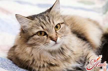 Mi a takarmány egy macska nem káros az egészségre